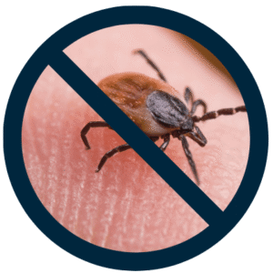 tick