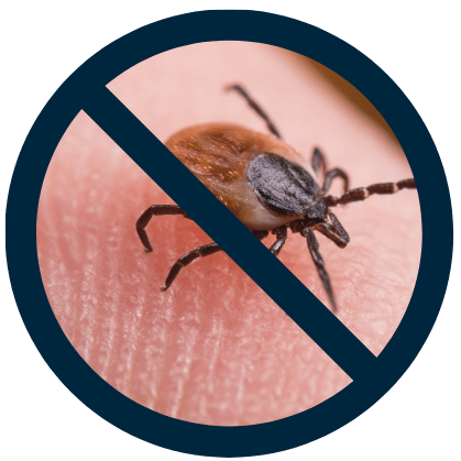 tick