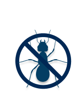 ants