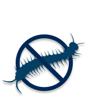 centipede