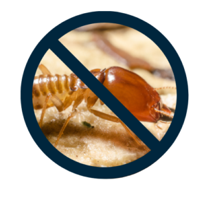 termites (1)