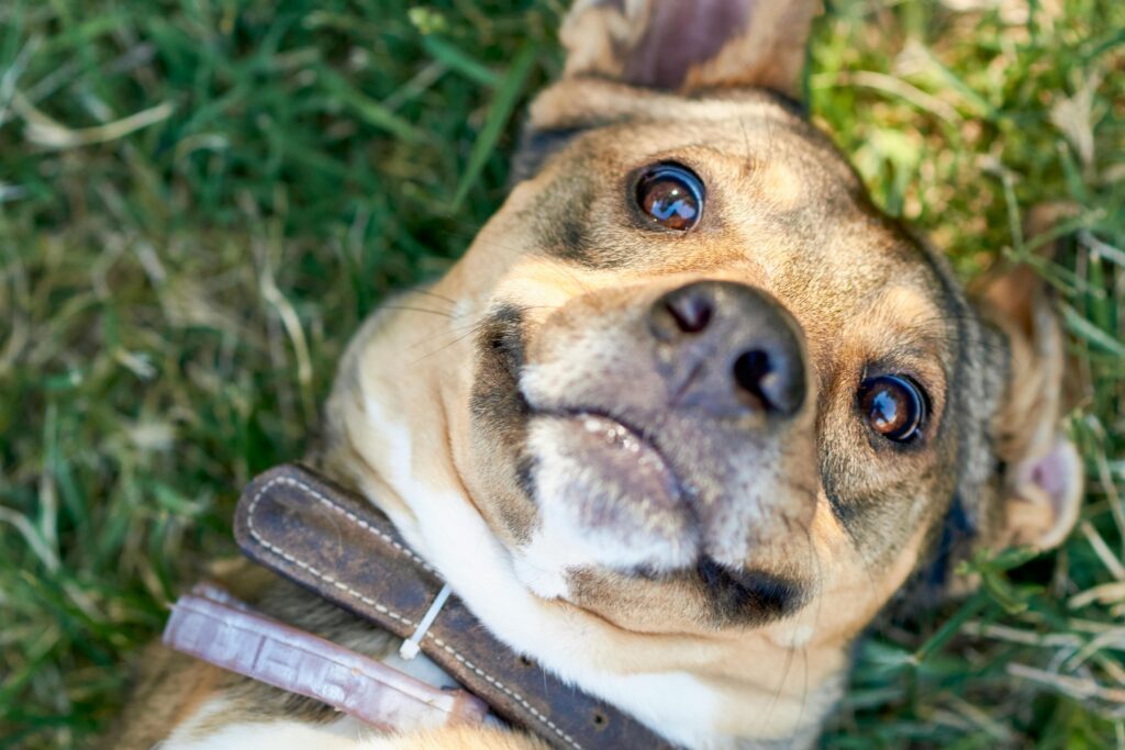 A friendly brown dog lies happily on grass, enjoying a sunny day.