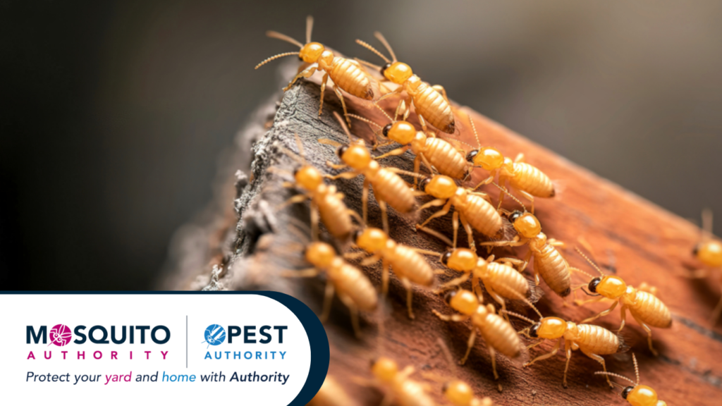 termite infestation